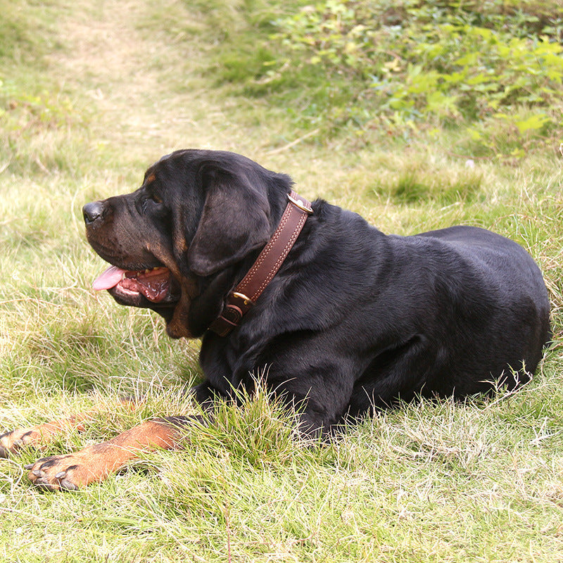 Dog collar